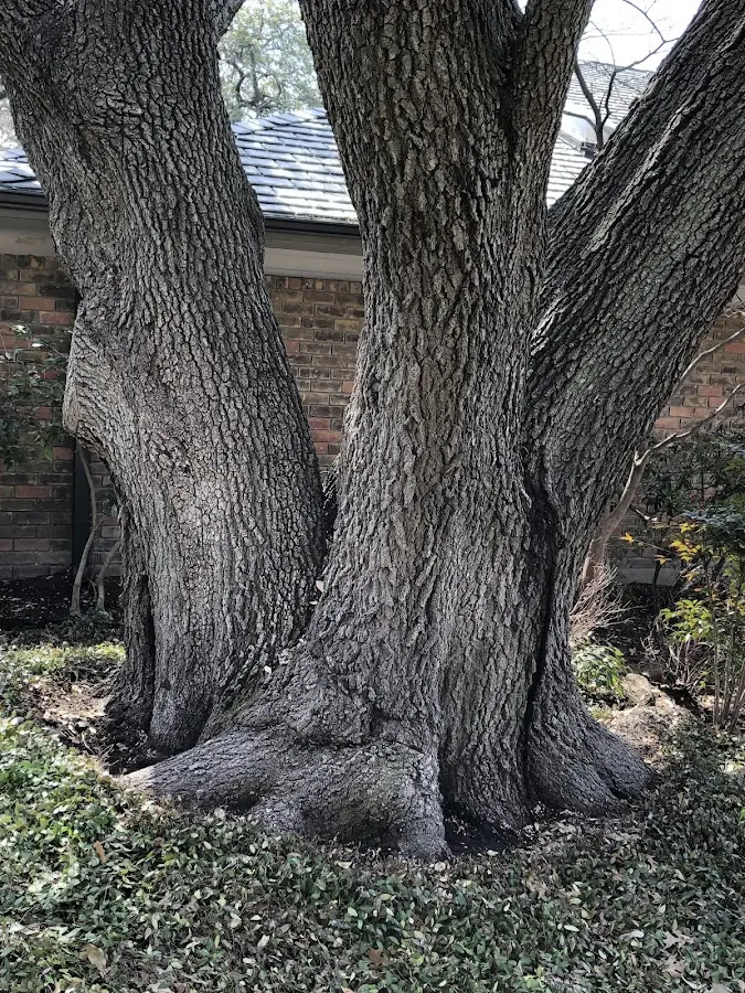 Mature heritage tree close to a Herndon property cared for by certified arborists